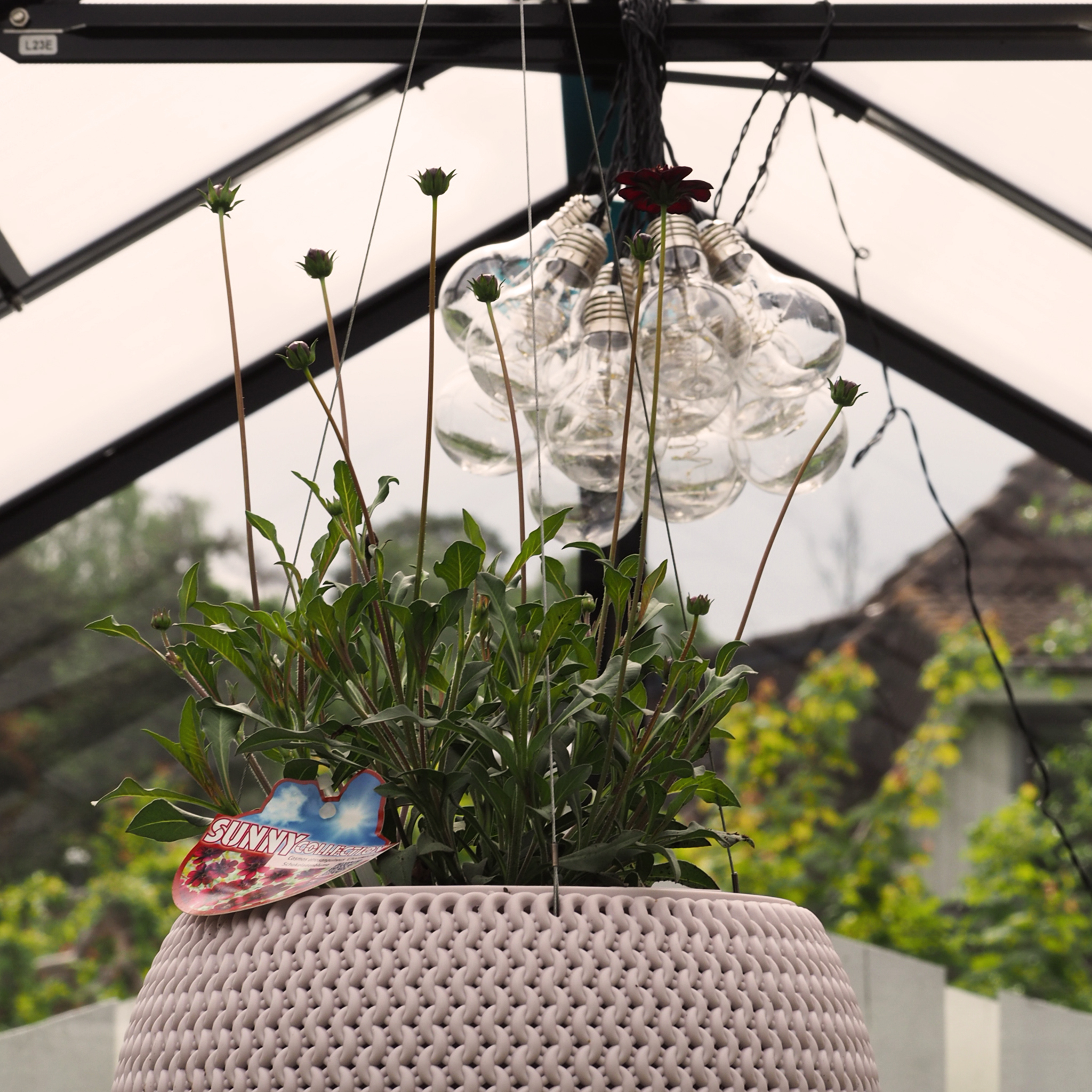 Växthus 6,4 m² | 4 mm säkerhetsglas | 5 års stormgaranti Växthus 6,4 m² | 4 mm säkerhetsglas | 5 års stormgaranti