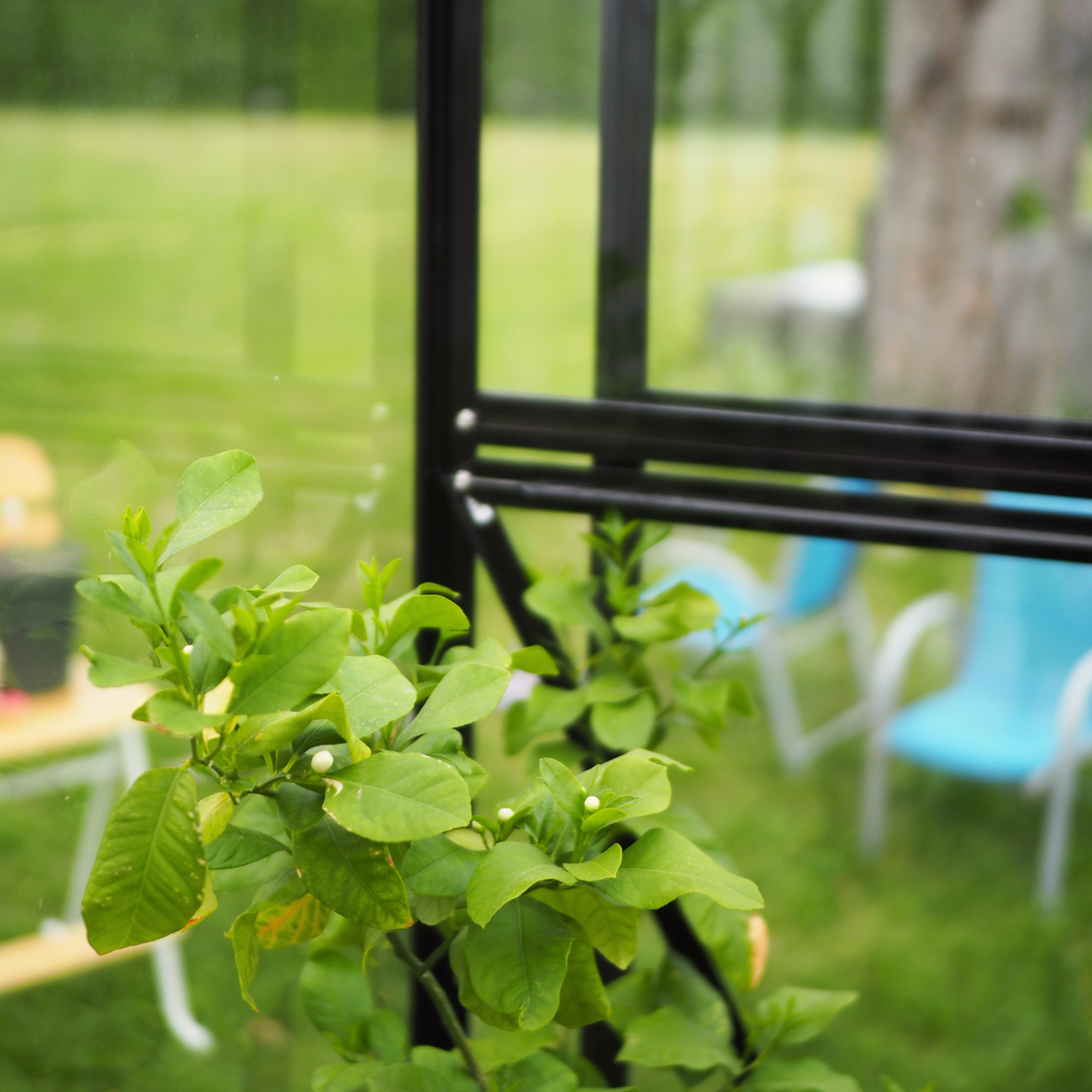 Växthus 8,0m² | 4mm säkerhetsglas | 5 års stormgaranti Växthus 8,0m² | 4mm säkerhetsglas | 5 års stormgaranti