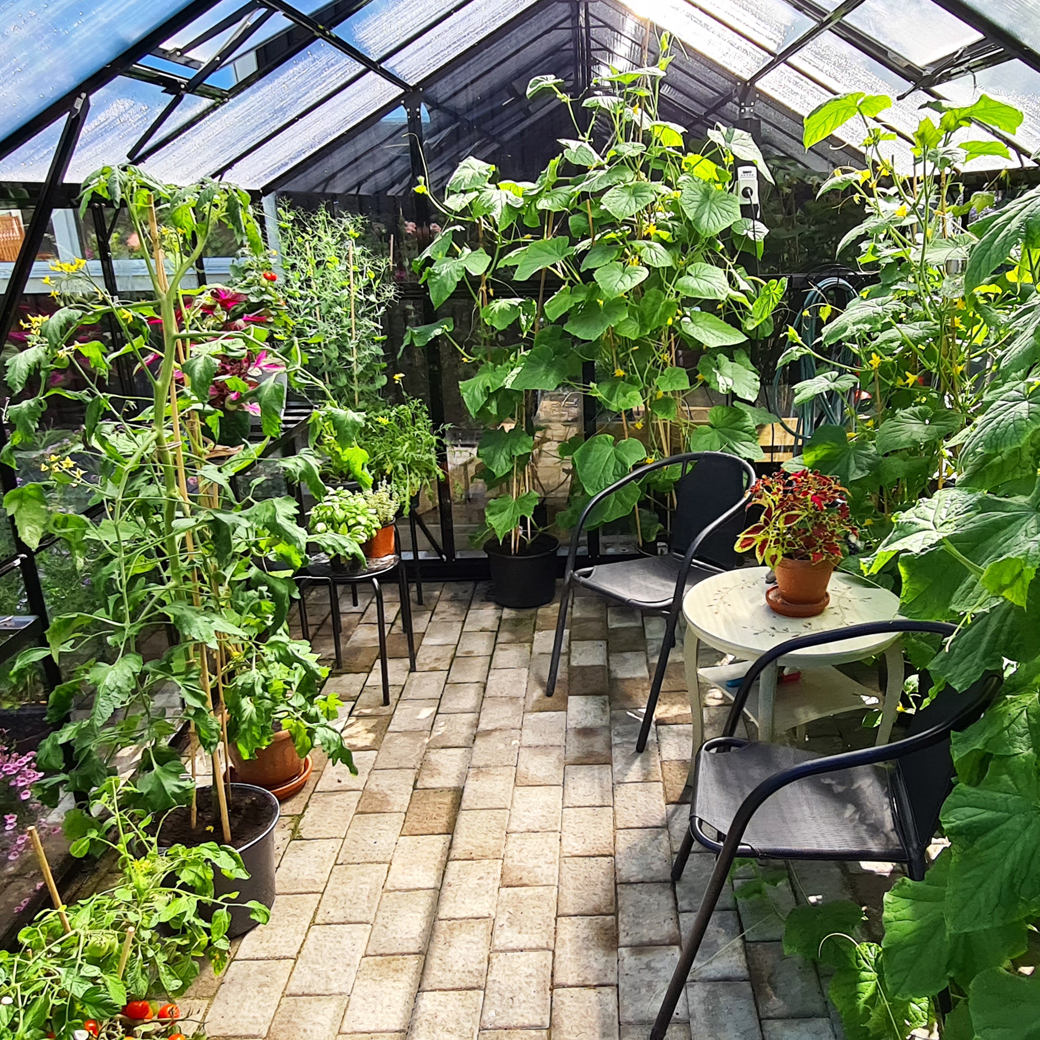Växthus 9,6 m² | 4mm säkerhetsglas | 5 års stormgaranti Växthus 9,6 m² | 4mm säkerhetsglas | 5 års stormgaranti