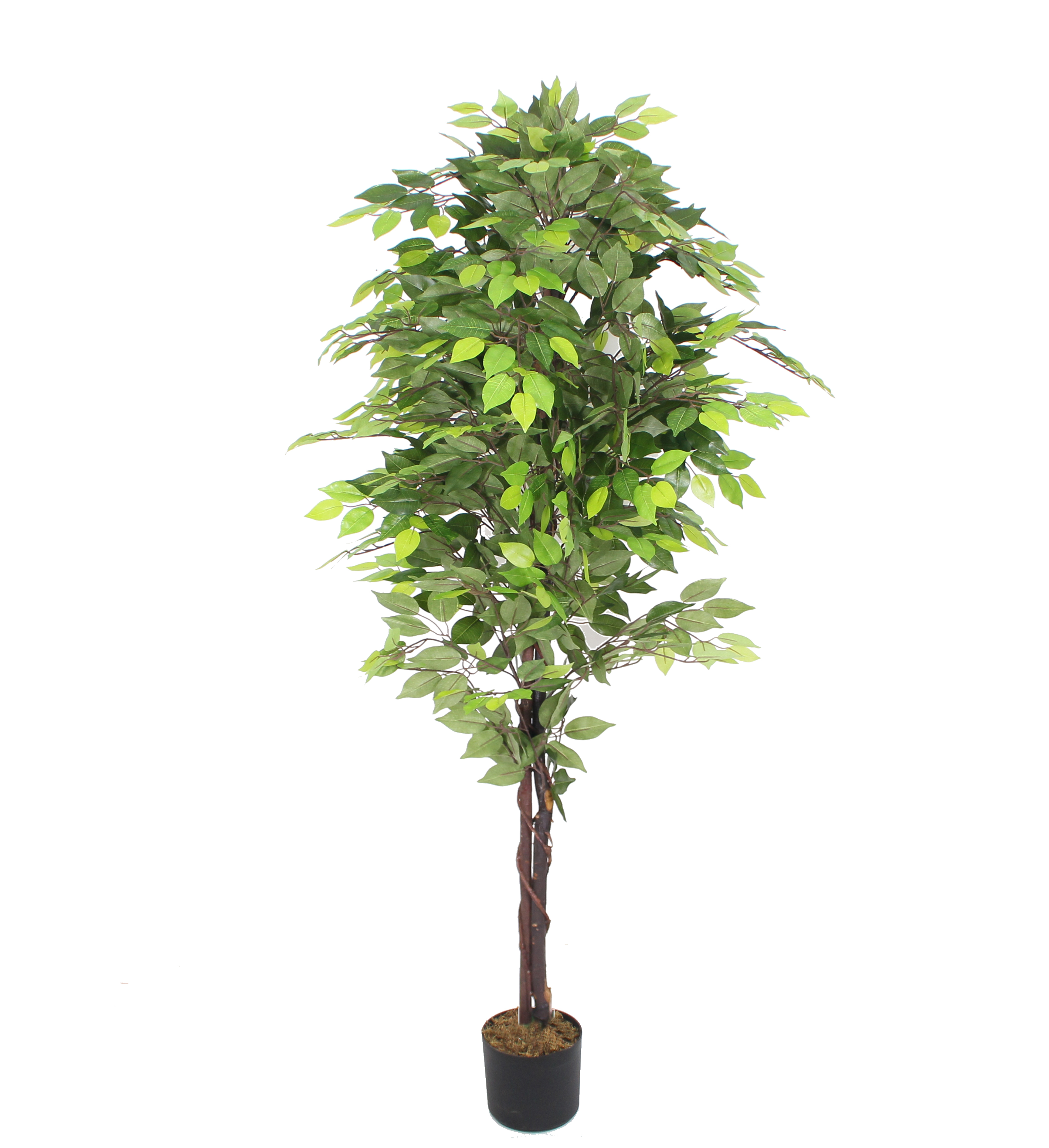 Konstväxt fikus | 180cm Konstväxt fikus | 180cm