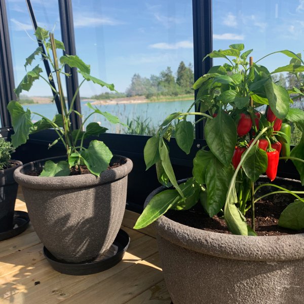 Orangeri och uterum 19,2m | Kvadratiskt premium-vxthus