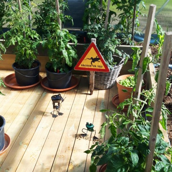 Växthus 18m² Premium | Extra hög odlingshöjd | 6mm kanalplast Växthus 18m² Premium | Extra hög odlingshöjd | 6mm kanalplast