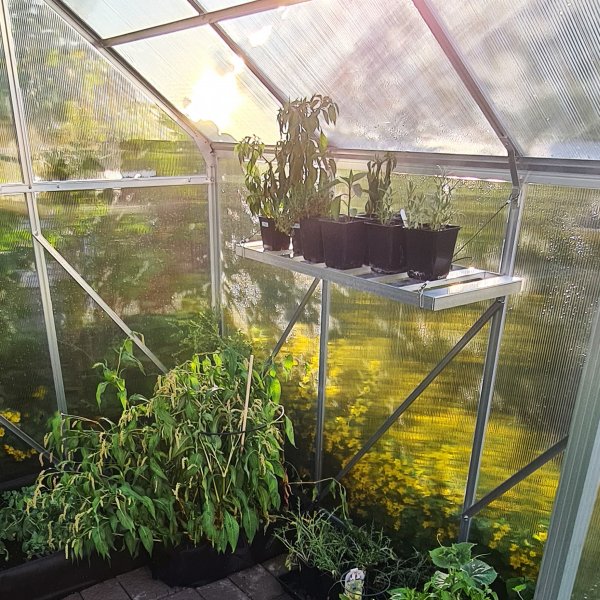 Hylla till växthus Hylla till växthus