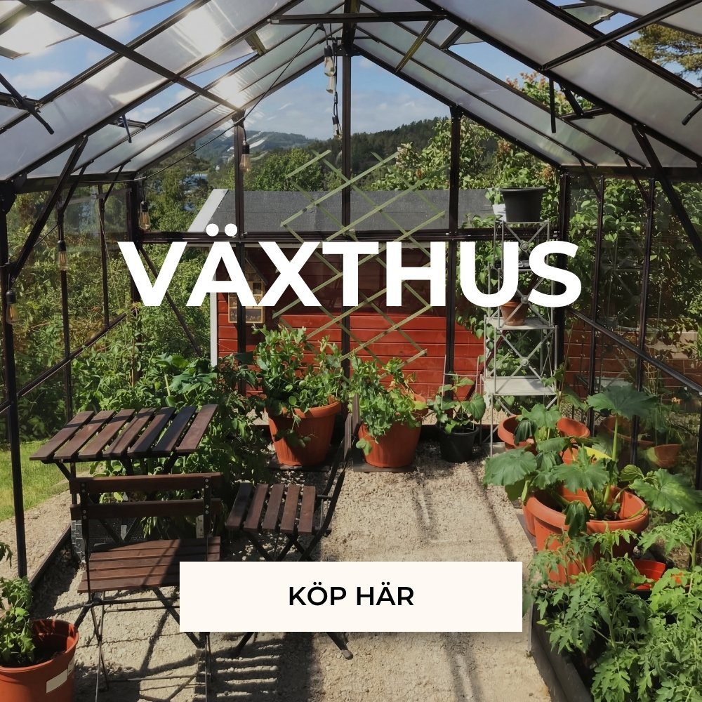 V�xthus
